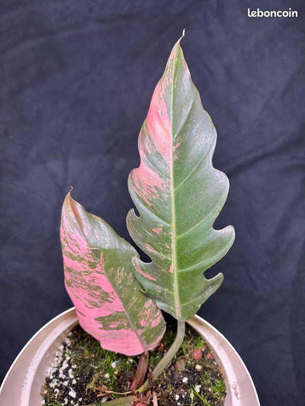 white pink princess philodendron Philodendron White Princess Cutting from Tricolor Mother