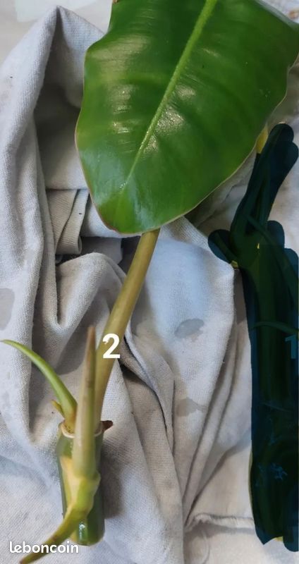 philodendron malay gold care Philodendron Malay Gold