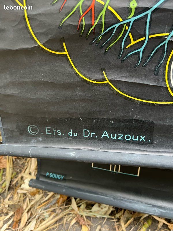 Affiche pédagogique Sougy Auzoux (image 5)