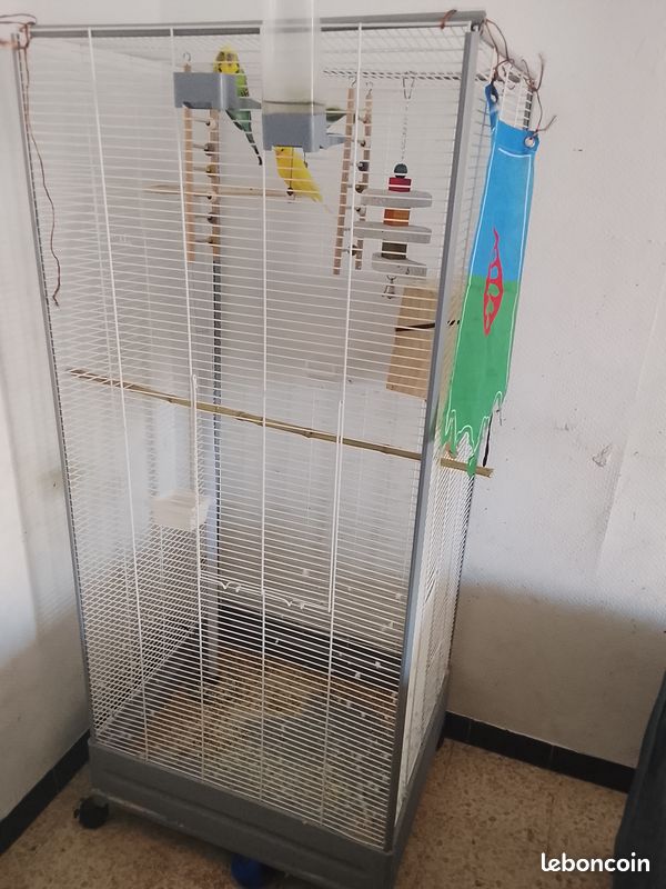 Perruche avec cage (image 1)