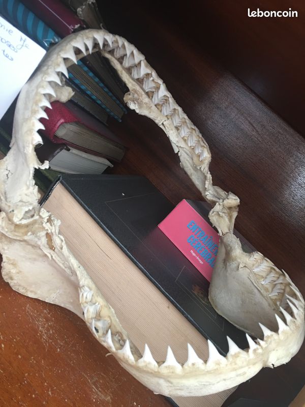 Requin machoire véritable (image 1)