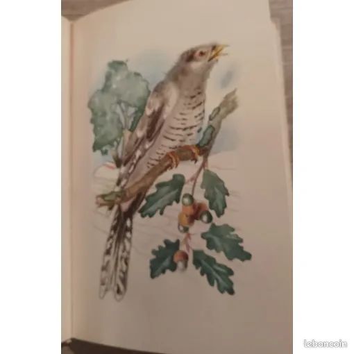 Mon Jardin Monde enchanté -Tome IV : De l'oiseau en général par André Grangeon / IAC Lyon 1953 / Petite histoire naturelle illustrée / 12 aquarelles (image 5)