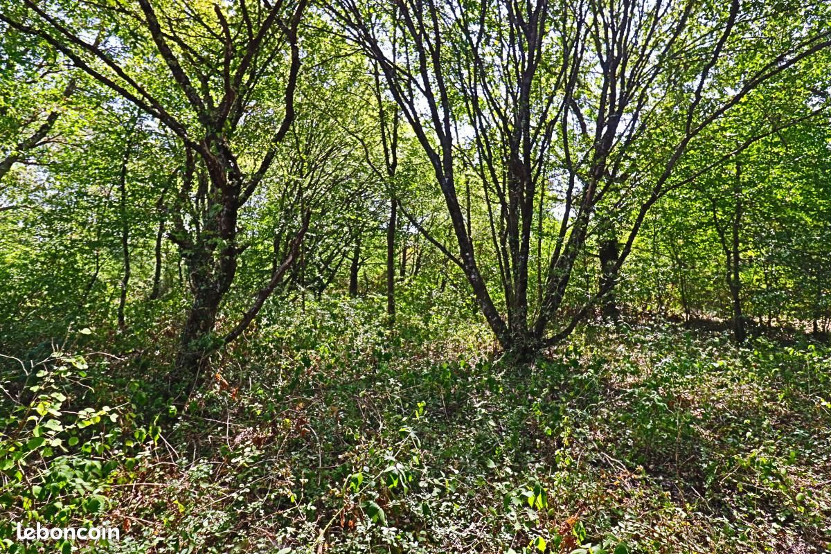Terrain 1 500 m² Tracy Sur Loire (image 7)