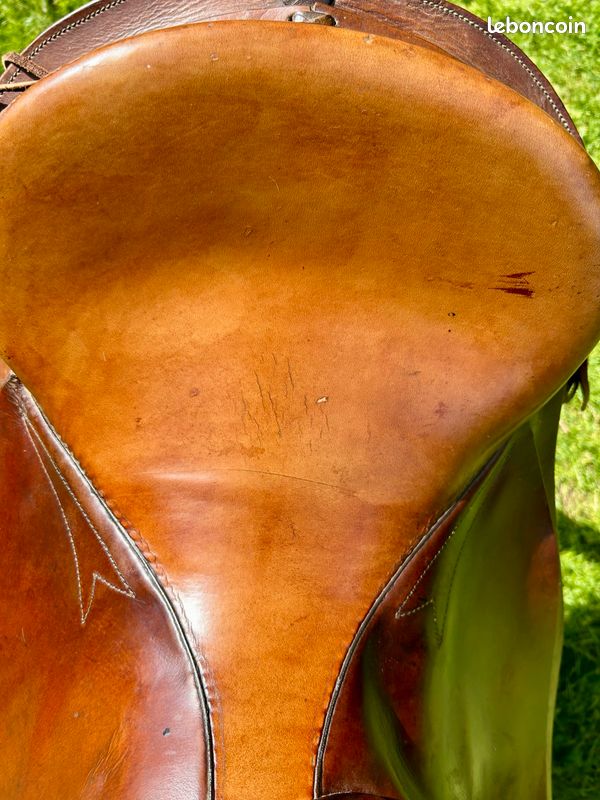 Selle australienne (image 7)