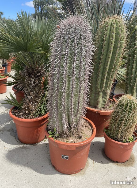 Cactus Saguraro (1m50) en pot - Prix Dstockage Arrivage Crazy Precio -  Jardin & Plantes