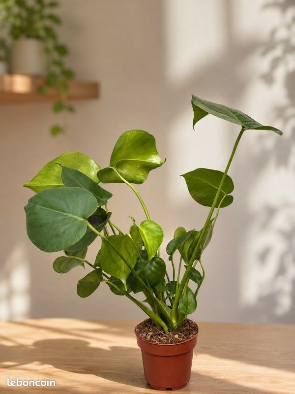 Plante monstera (image 1)