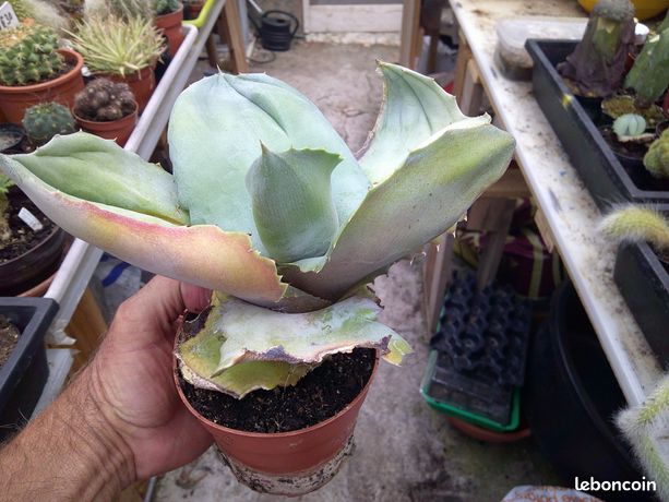 alocasia zebrina xxl Alocasia Zebrina Variegata