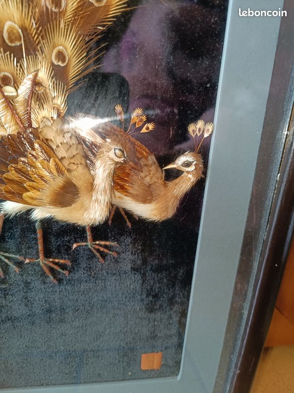 Louis Majorelle - Vitrine Art nouveau Plumes de Paon - XXe siècle - N