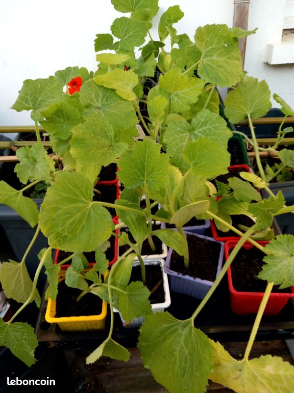 Plant de courgettes bio (image 1)