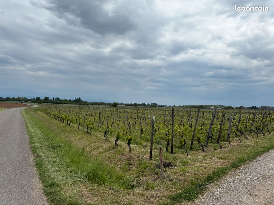 VIGNES à vendre · à Gueberschwihr · 16 280 €