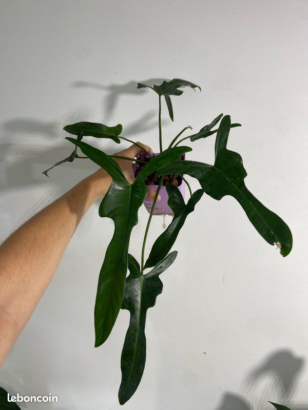 philodendron splash gordon Philodendron 'Cream Splash' *Grower's Choice* – Rare Plant Fairy main image 0