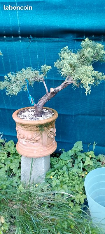 Bonsai Juniperus (Kultivary Juniperus, jeho kultivary, jeho Kultivary Juniperus, bonsaje jalovců, Bonsaj Juniperus) Bonsai Juniperus