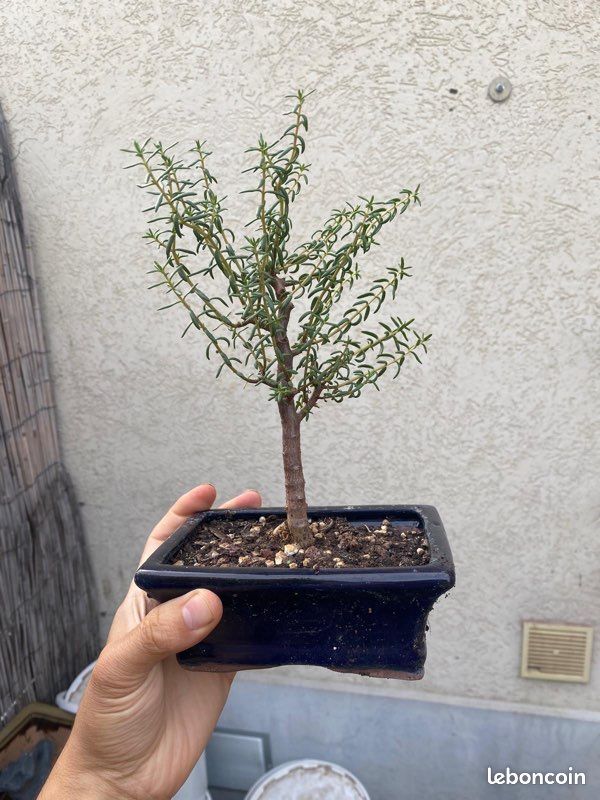 Bonsai crassula sarcocaulis (image 1)