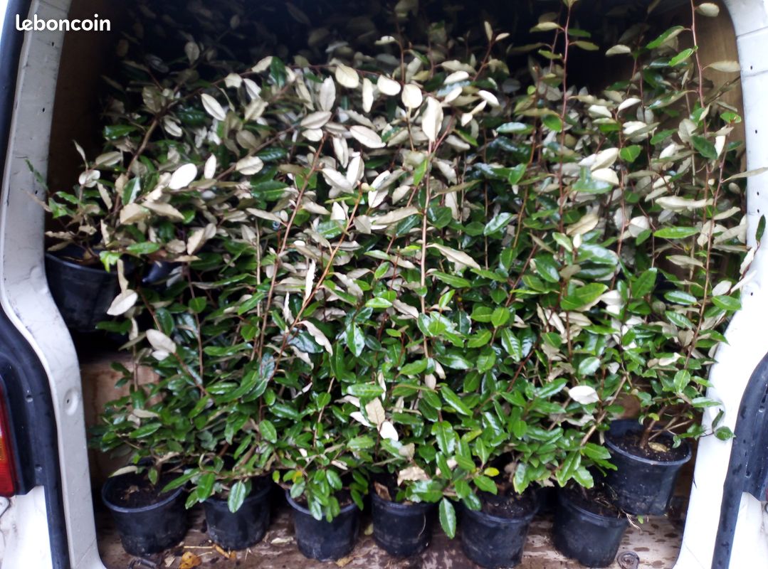 Eleagnus 100cm (3L) (image 3)
