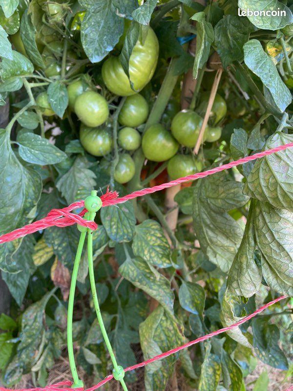 Foin pour jardin (image 3)