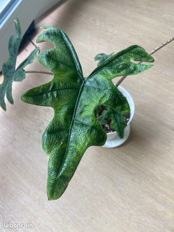 Alocaisa Jacklyn dans son pot et sa soucoupe plante rare (image 6)
