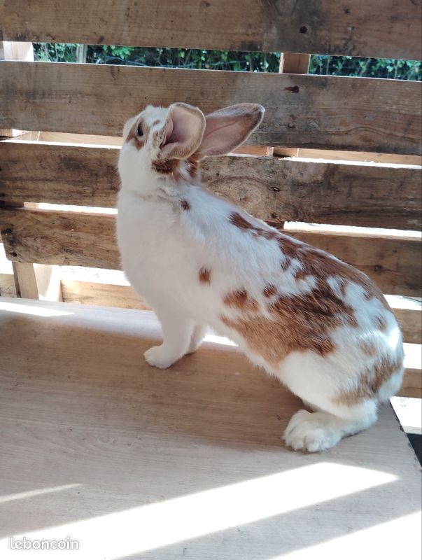 Lapin mâle (image 3)