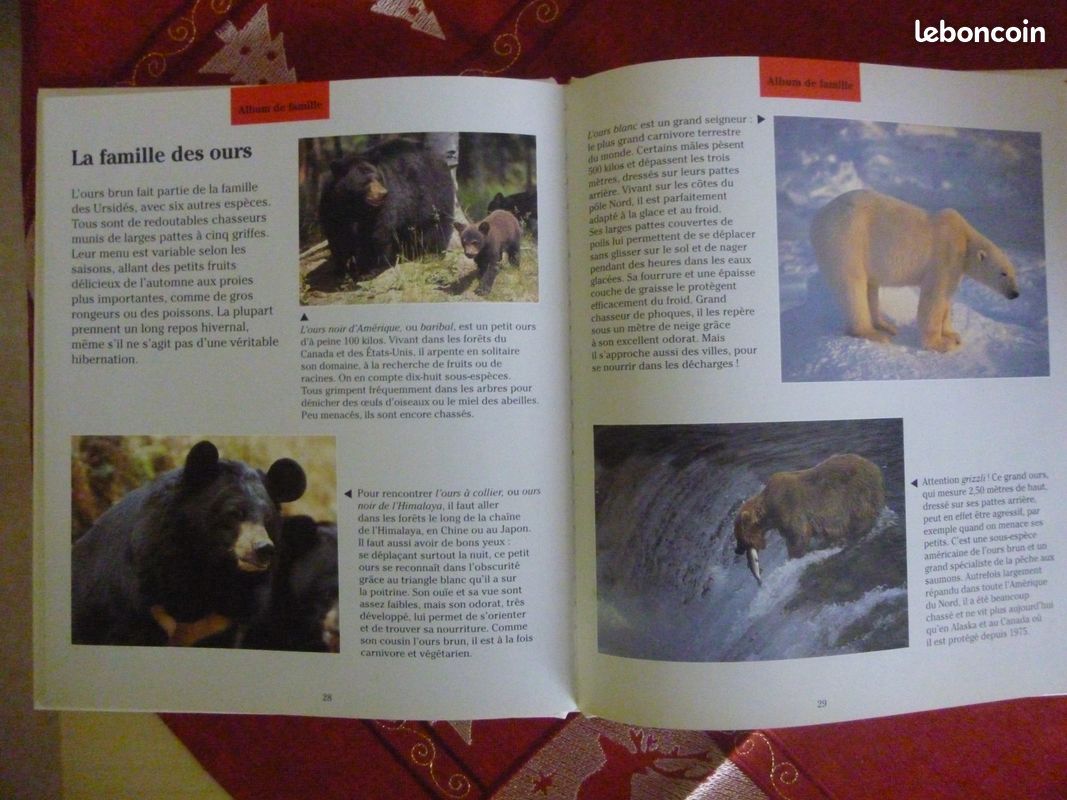 L'ours brun géant des montagnes (image 2)