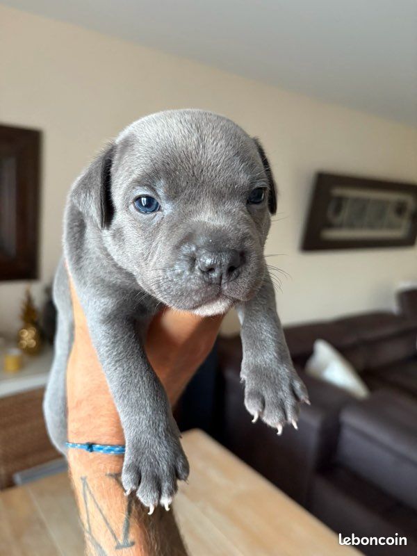 Magnifiques Chiots Bleus Staffies (image 1)