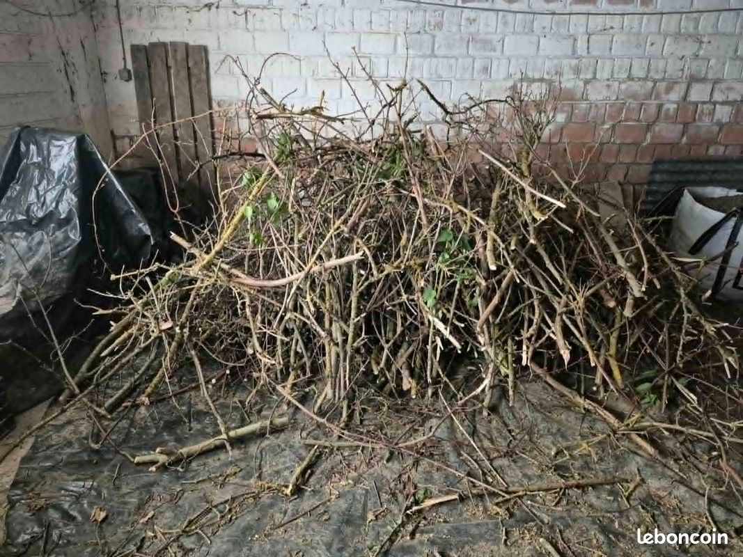 Bois & branchages de fruitiers secs - idéal pour chauffage (petit bois) et aménagement paysager non-alimentaires (haies sèches, zones ornementales, abris pour la biodiversité...) (image 2)
