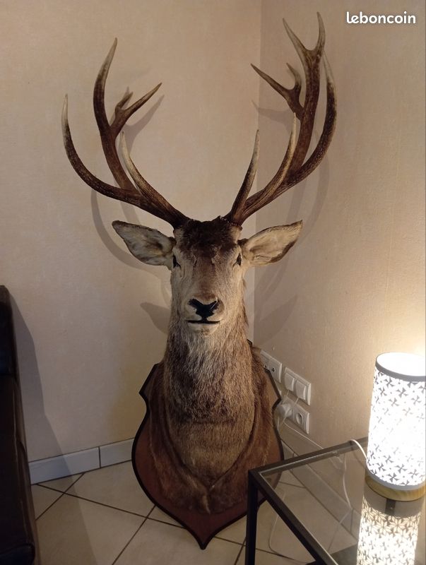 Cerf 13 corps (image 2)