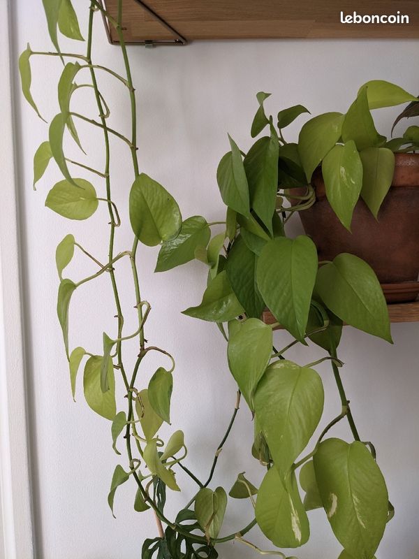 Bouture pothos neon (image 1)