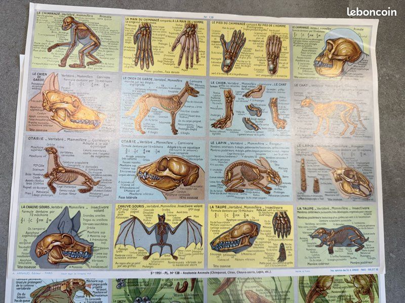 Carte Murale Vintage Extensible - Thème Biologie, Animaux, Anatomie - Poster Ancien - Occasion