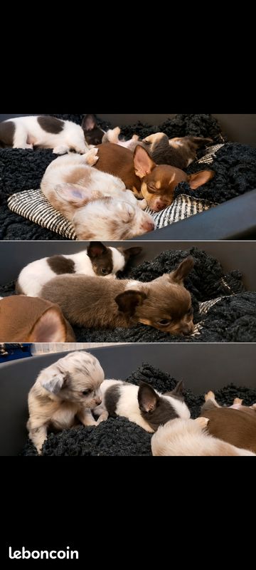 Chiot chihuahua (image 3)
