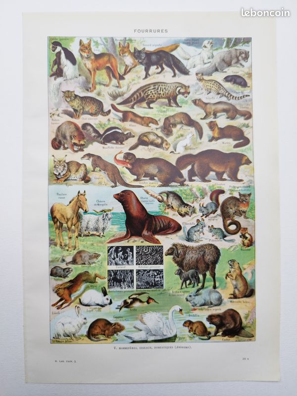 Fourrures et animaux sauvages, planche recto-verso d’Adolphe Millot 1948 (image 1)