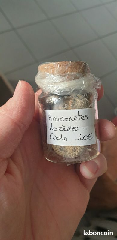 Fiole ammonite 1 (image 3)