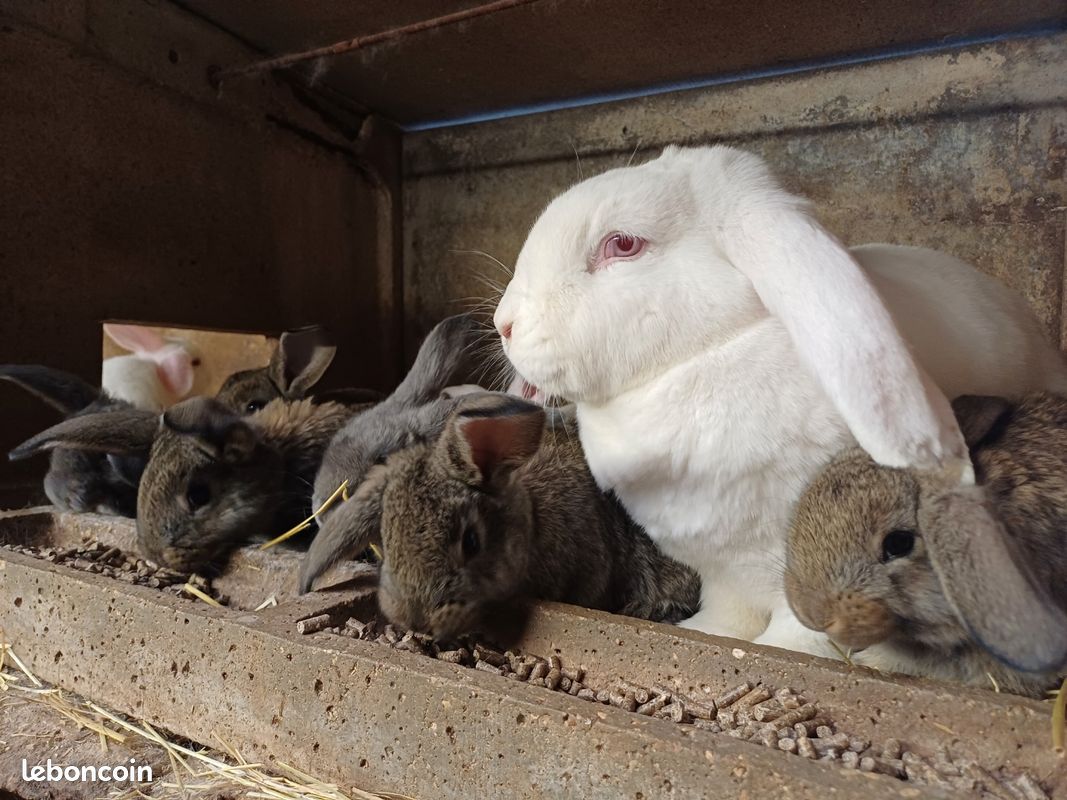 Lapins géants (image 3)