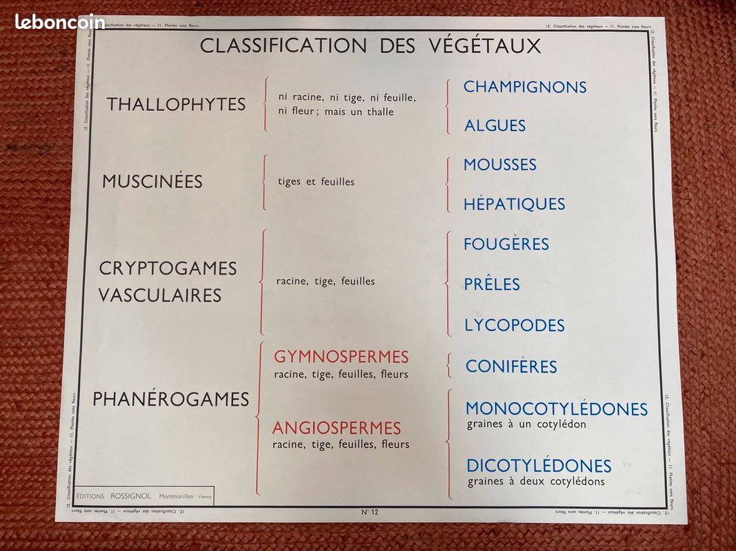 Affiche scolaire vintage - sciences naturelles (image 2)