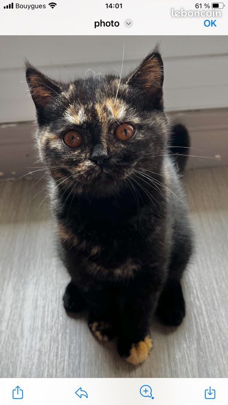 Chaton British Shorthair (image 3)