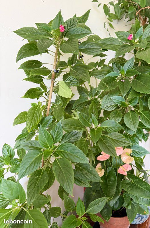 Impatience/Goutte de sang - Jardin & Plantes