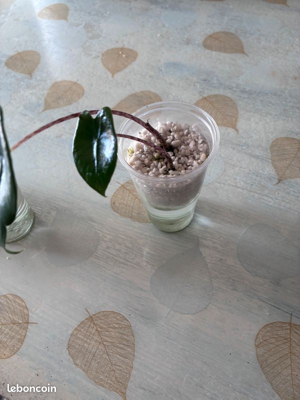 Bébé alocasia zébrina (image 2)