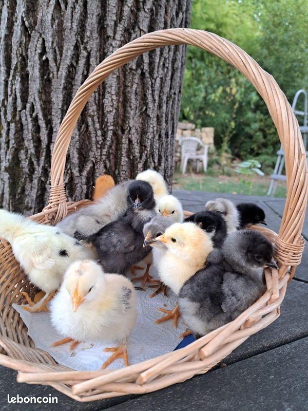 Poussins (image 1)