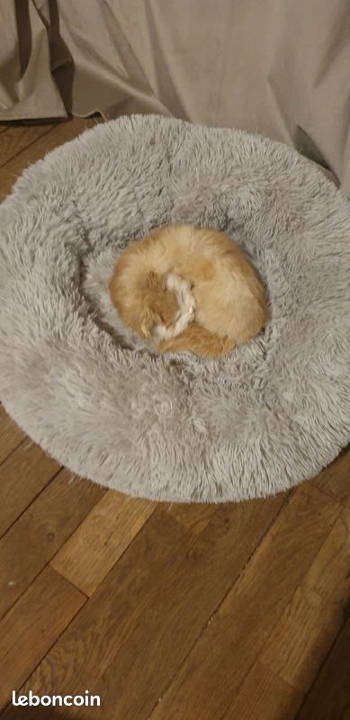 Kit pour chat (image 3)