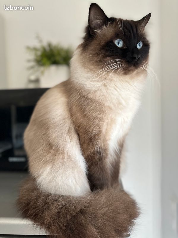 Saillie chat siamois et Birmanie (image 1)