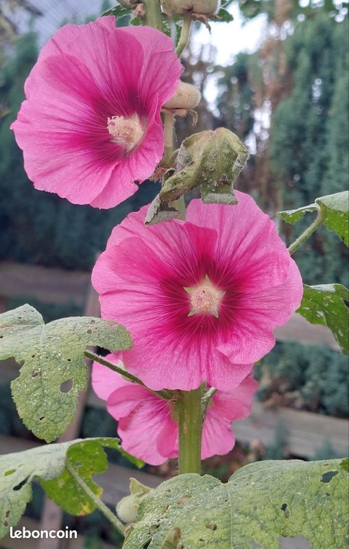 Genipap 10 Graines De Rose Trémière Rouge – Fleur Vivace – Culture Très Facile – Idéal Jardin Et Massif