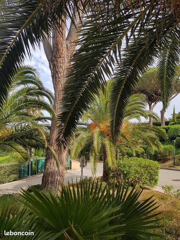 Appartement à louer, ST MAXIME PROMO dernière minute (image 5)