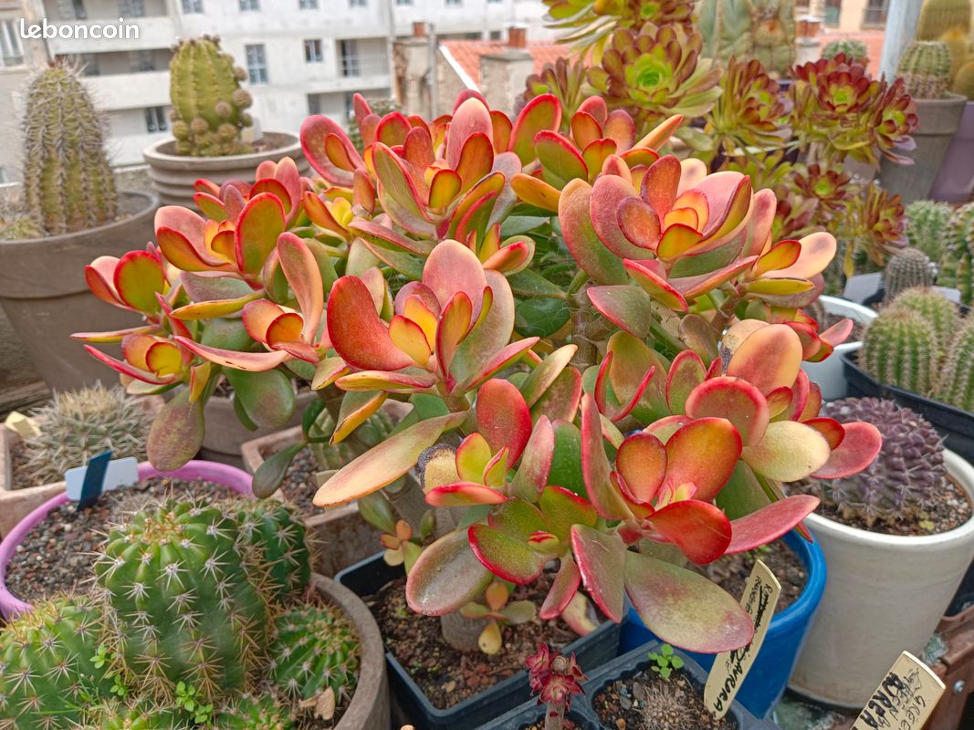 Plante grasse (image 7)