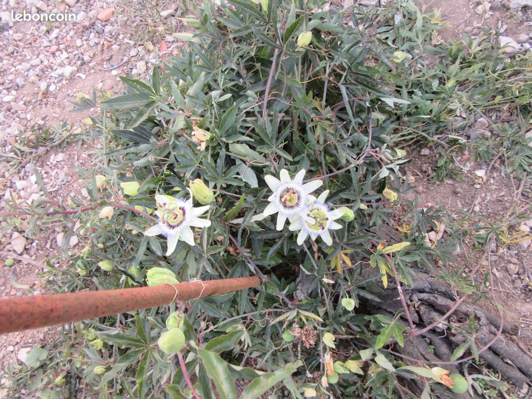 Passiflora (image 4)