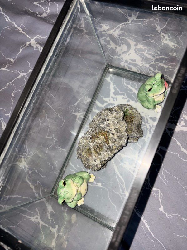 Petit aquarium (image 2)