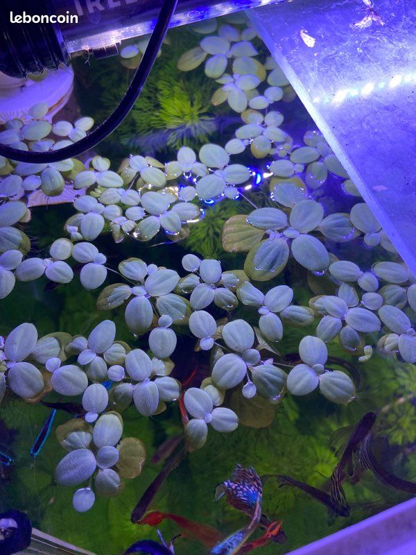 Plante de surface pour aquarium (image 1)