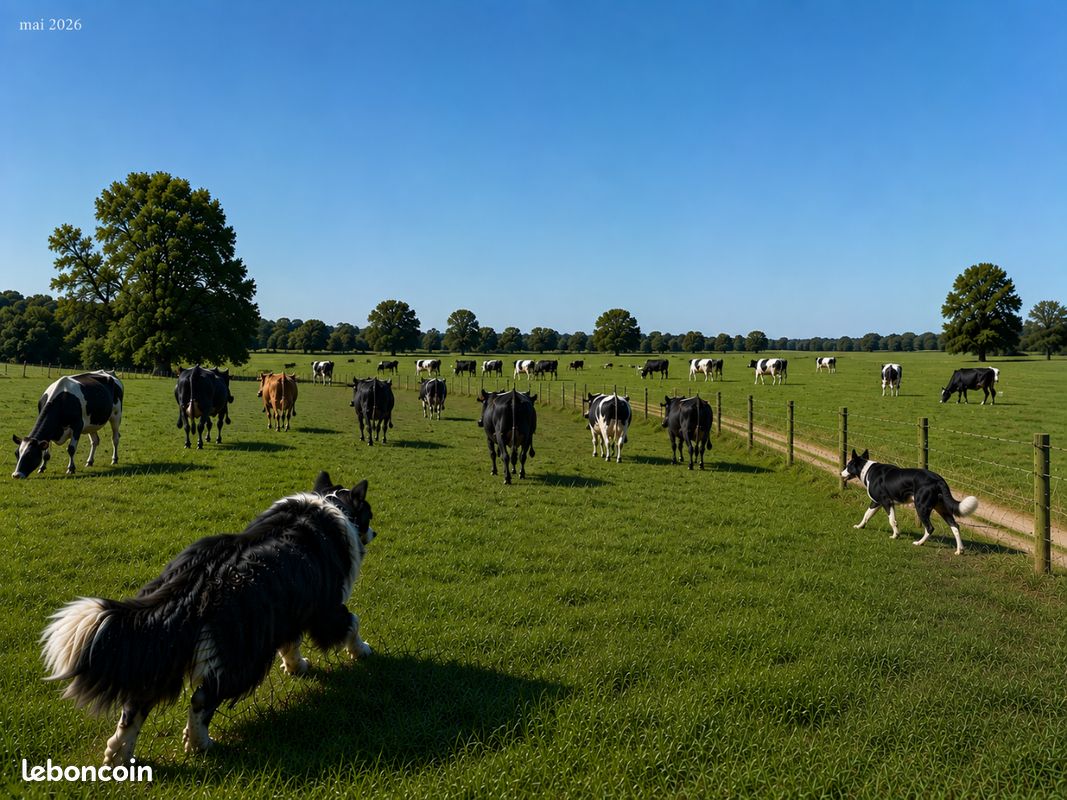 Border collie lof troupeau (image 8)