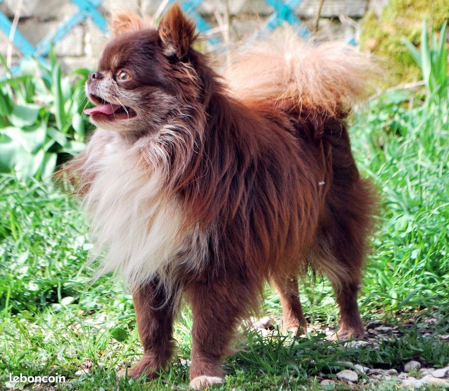 Saillie chihuahua (image 3)