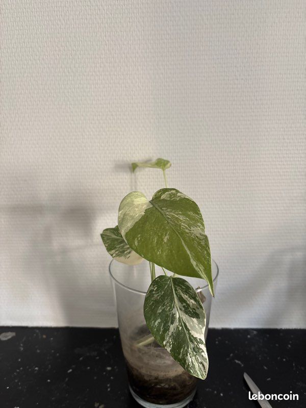 Monstera variegata.. Trois pieds (image 3)