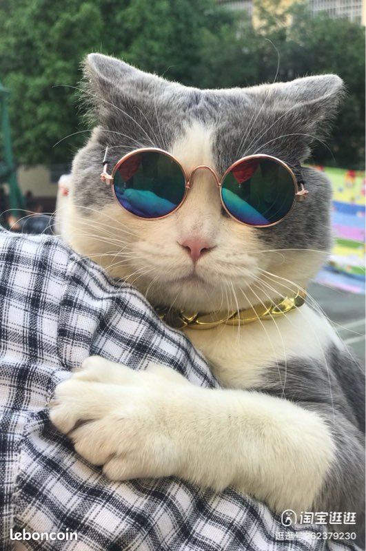 Chat Lunettes Sticker Cat Glasses Breton Flag – Rêves De Bretagne