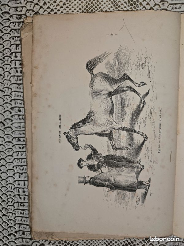 Planches anciennes illustrées – Les races chevalines (lot illustré XIXe siècle) (image 18)