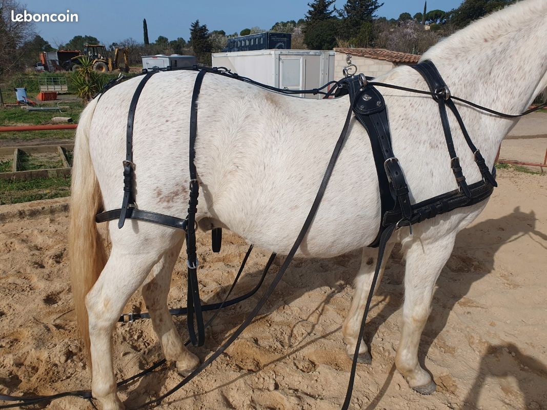 Ancienne decoration harnais cheval de trait haras equestre cavalier